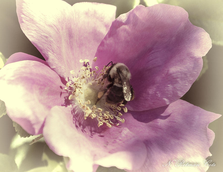 Bumble Bee Photograph by Natalie Rotman Cote