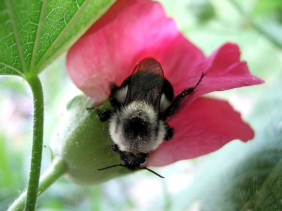 Bumble Bee on a Hollyhock Bloom Photograph by Louise Kumpf