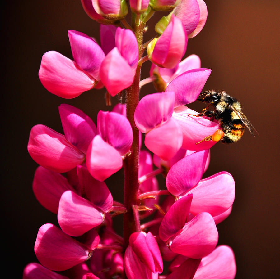 Bumble Bee On A Pink Lupine by Bryan Hanson