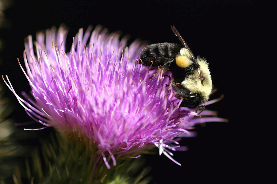 Bumble Bee On A Thistle Flower Photograph by Gene Walls