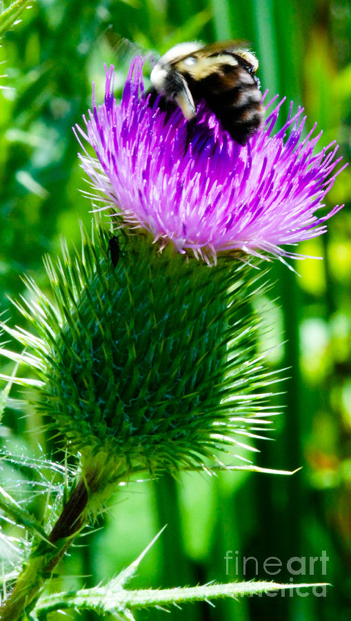 Bumble Bee Photograph - Bumble bee on Bull thistle plant  by Optical Playground By MP Ray