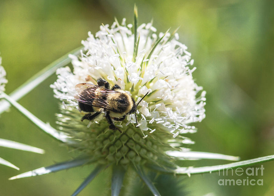 Bumble Bee Photograph - Bumble bee on Button Bush flower by Optical Playground By MP Ray
