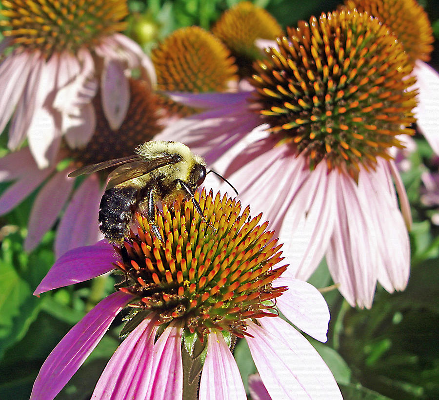 Bumble Bee on Coneflower Photograph by Ellen Tully