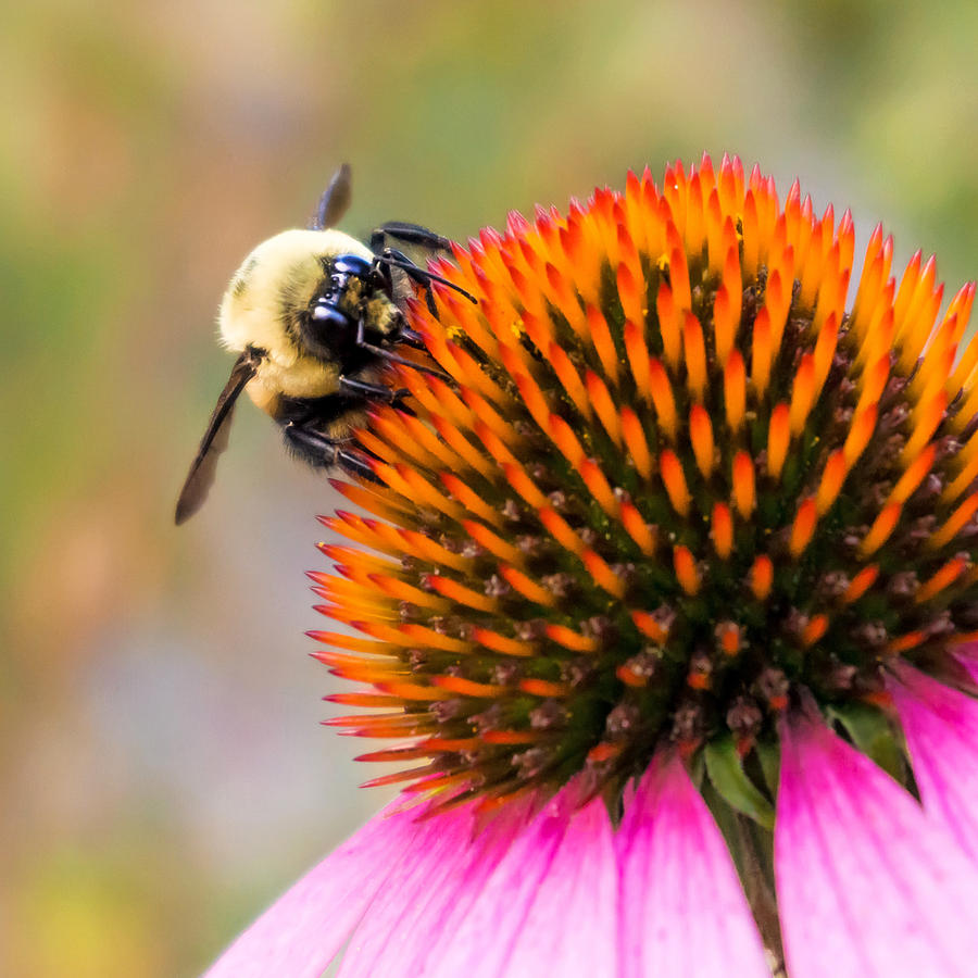 Bumble Bee on Coneflower Photograph by Jim Hughes