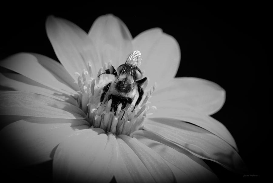 Bumble bee on flower Photograph by Crystal Wightman