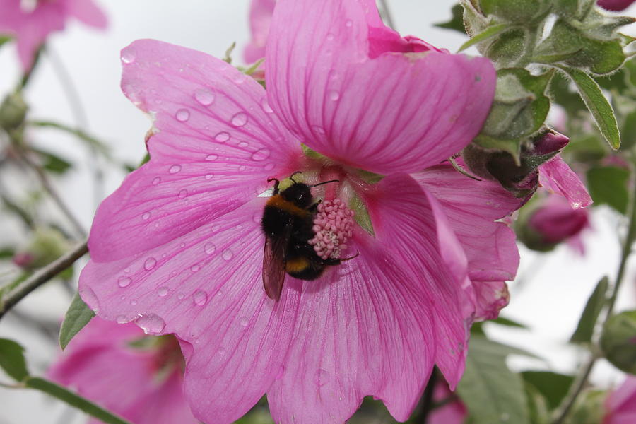 Bumble Bee on Lavatera Photograph by David Grant