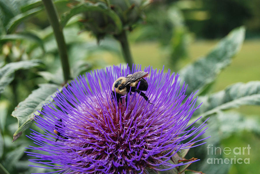 Artichoke Digital Art - Bumble Bee On Purple Artichoke Flower by Eva Kaufman