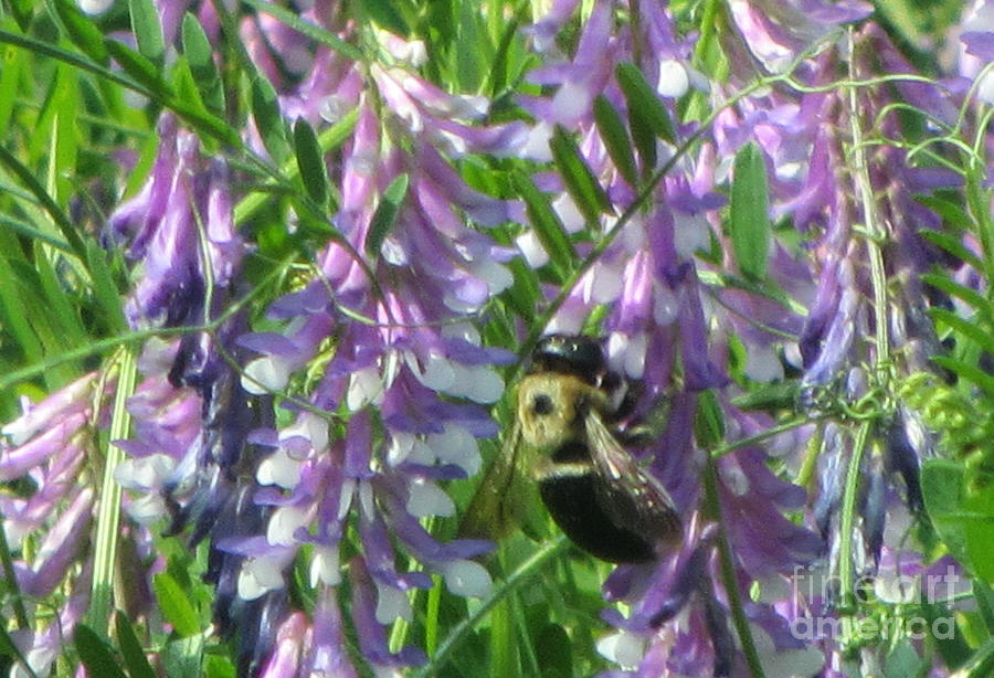 Bumble Bee Photograph - Bumble Bee on Purple Flowering Vetch by Debbie Nester