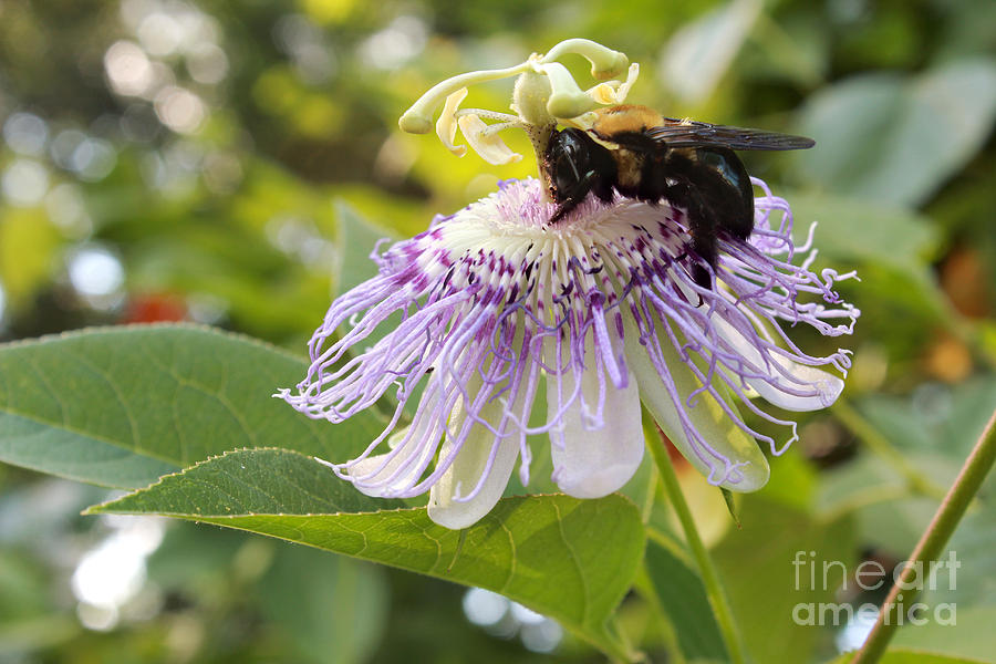 Bumble Bee on Purple Passion Flower Photograph by Adam Long