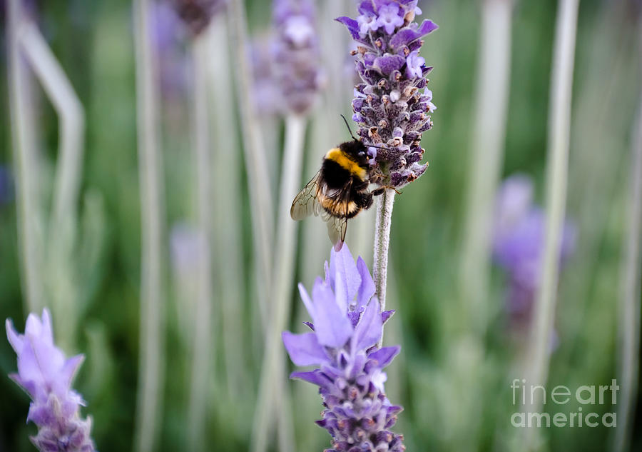 Bumble Bee on the Lavender flower Photograph by Yurix Sardinelly