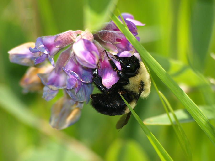 Bumble Bee on Wldflower Photograph by James Peterson