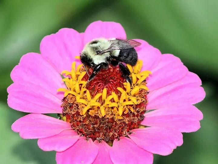 Bumble Bee on Zinnia 1 Photograph by Scott Beckett - Fine Art America