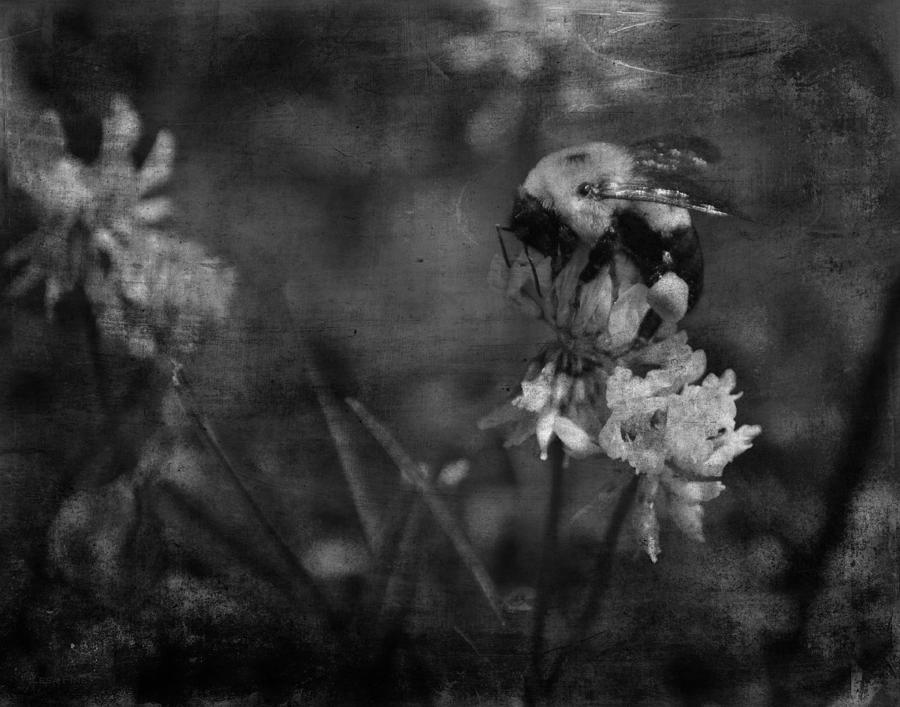 Insects Photograph - Bumble Bee Serenade Nbr 3 - BW by Lesa Fine