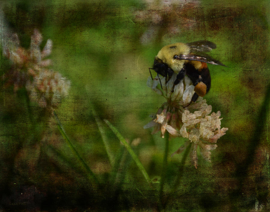 Bumble Bee Serenade Nbr 3 Photograph by Lesa Fine