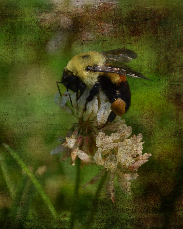 Nature Photograph - Bumble Bee Serenade Nbr 3 Macro by Lesa Fine