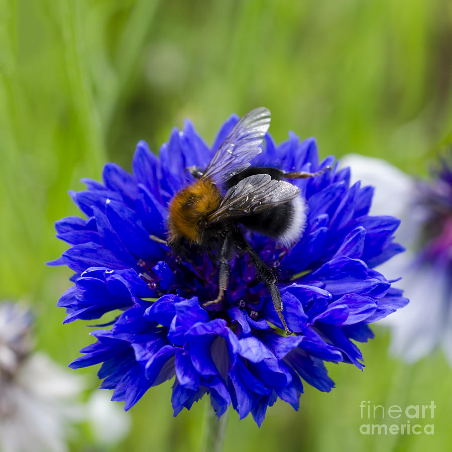 Bumble bee Photograph by Steev Stamford