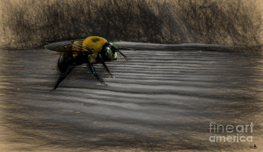 Bumble Bee Study Photograph by Sandra Clark