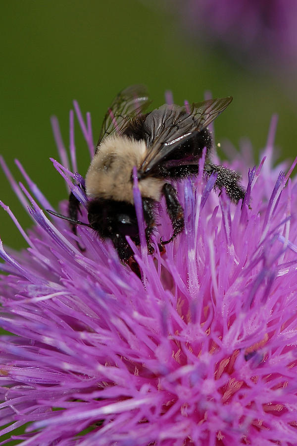 Bumble Bee Photograph by Susan Moody