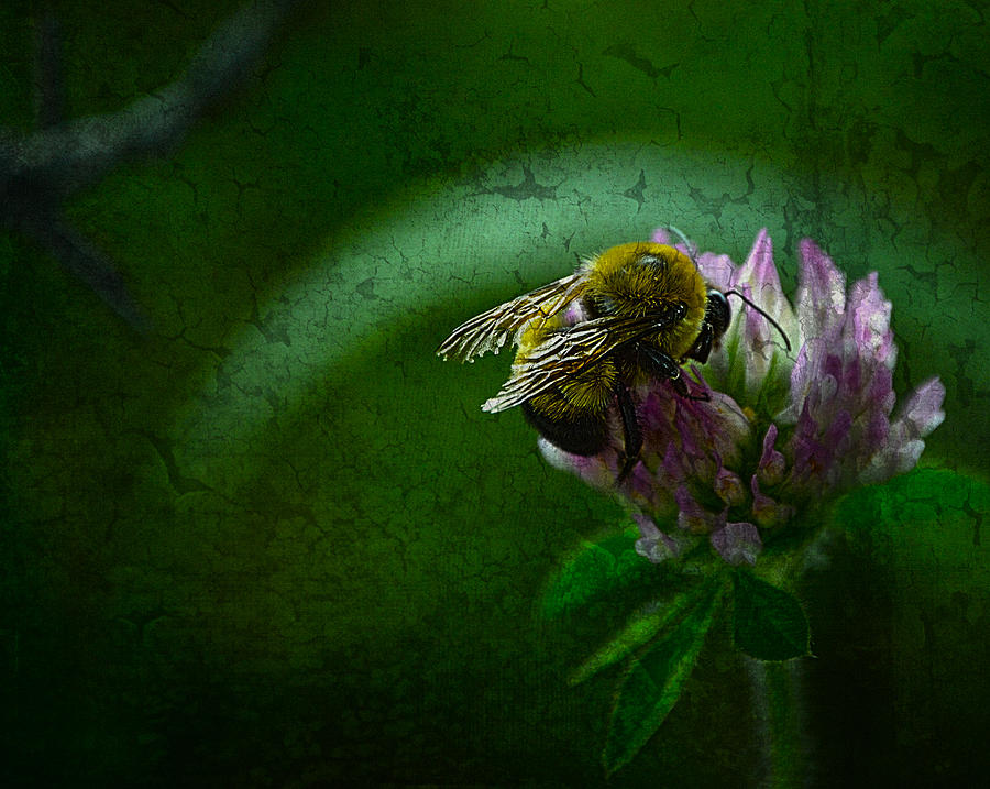 Bumble Bee Tattered Wings Art 2 Photograph by Lesa Fine
