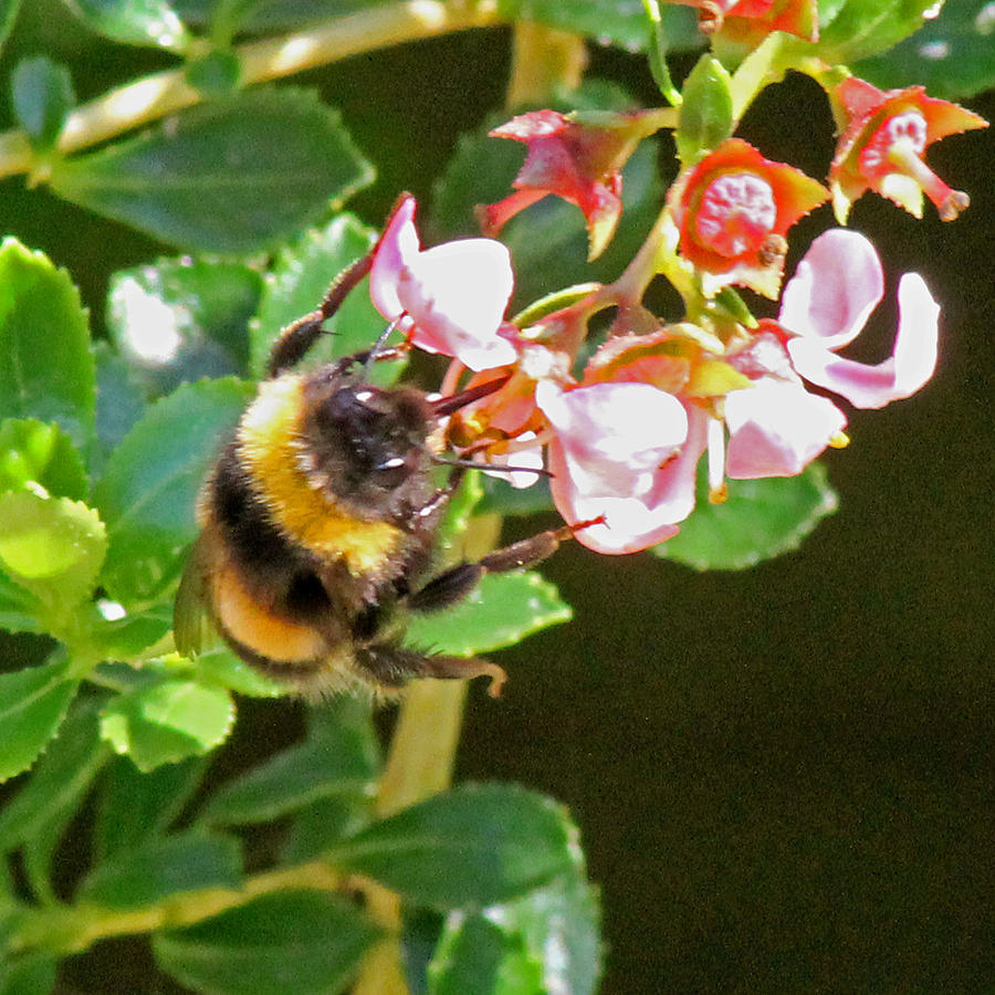 Bumble Bee Photograph by Tony Murtagh
