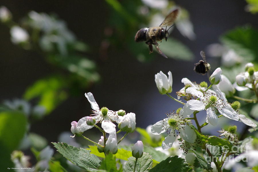 Bumble bees in Flilght Photograph by Tannis  Baldwin