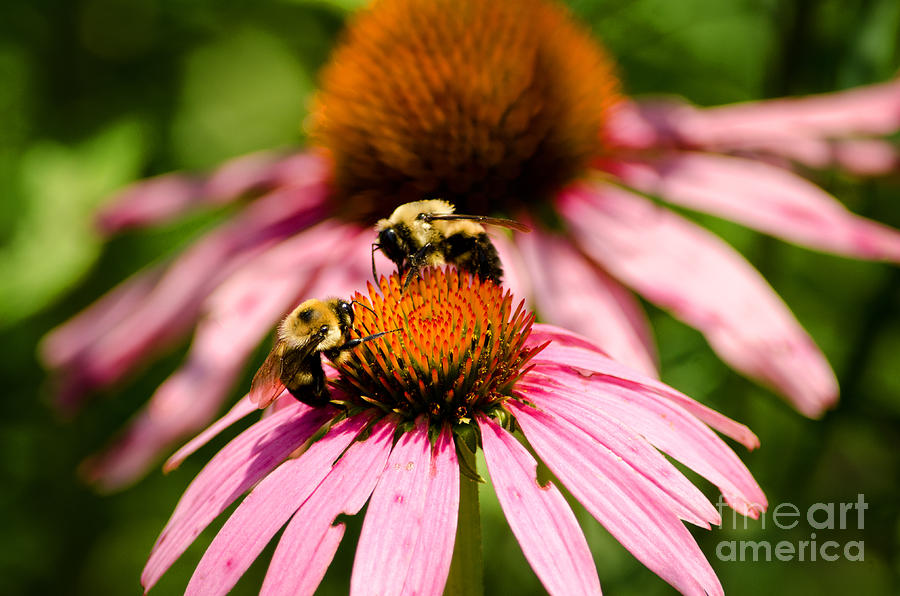 Bumble Bees Sharing A Cone Flower Photograph by Paul Mashburn