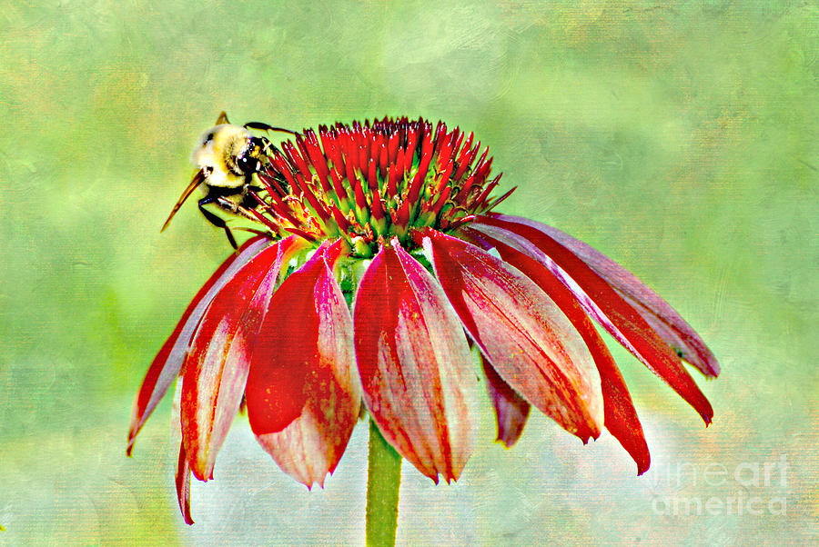 Bumblebee after texture Photograph by Lila Fisher-Wenzel