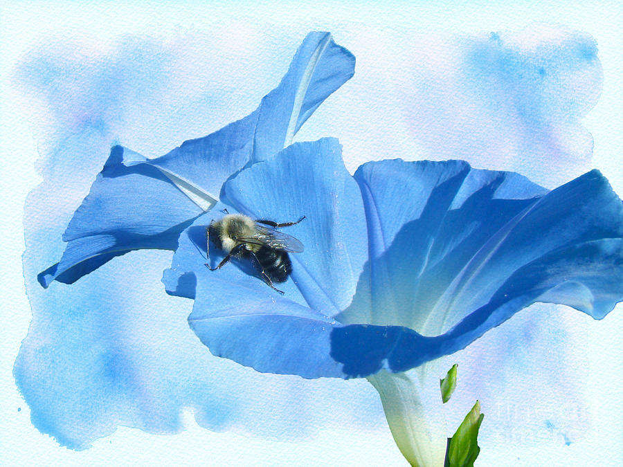 Bumblebee and Blue Morning Glory Photograph by Carol Senske