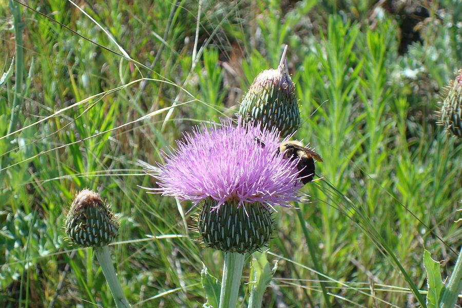 Bumblebee and Thistle Photograph by Susan Woodward