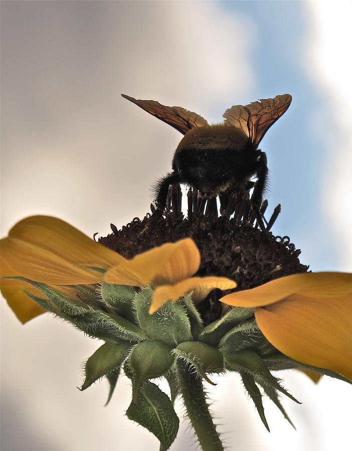 Bumblebee Photograph by Kim Pippinger