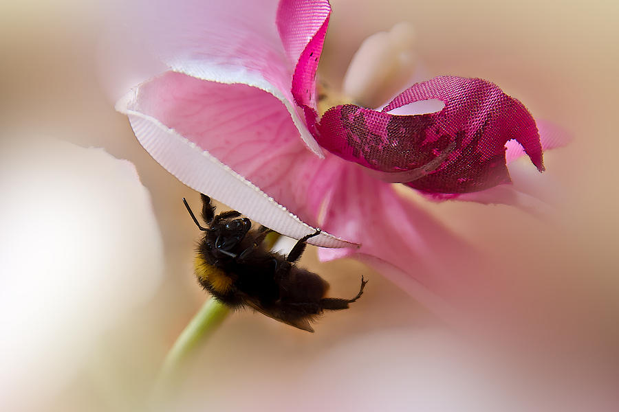 Bumblebee Photograph by Christine Sponchia