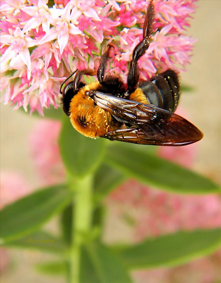 Nature Photograph - Bumblebee Clinging to Sedum by Chris Berry