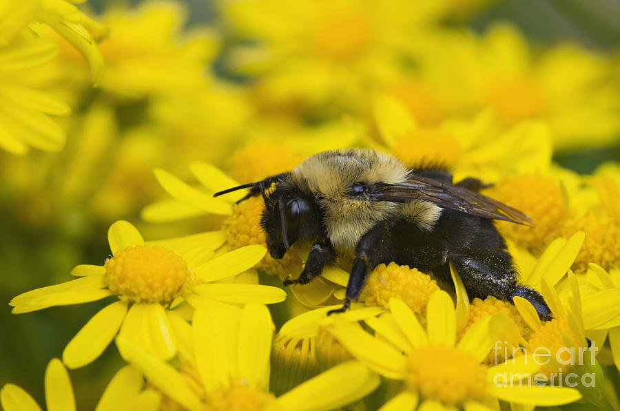 Bumblebee - D008456 Photograph by Daniel Dempster