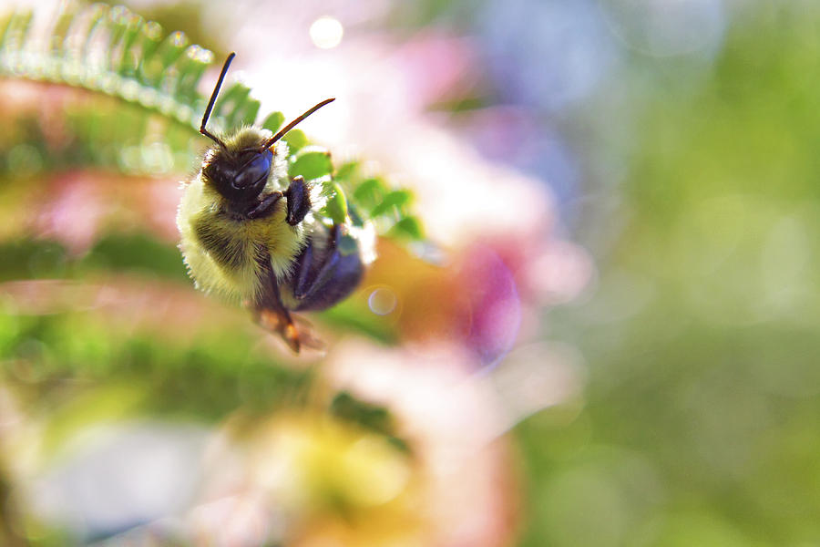 Bumblebee Disco Photograph by Jason Politte