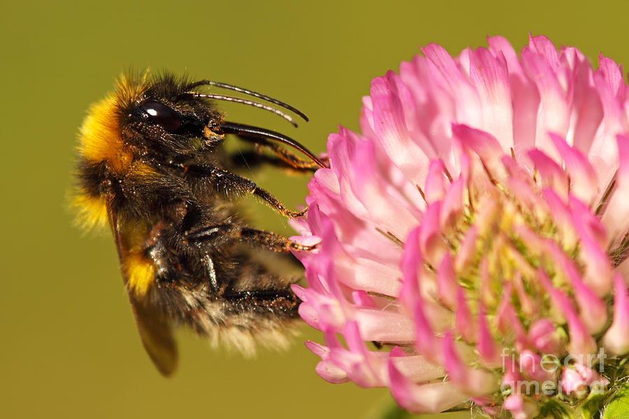 Bumblebee Feeding On Clover Photograph by Max Allen