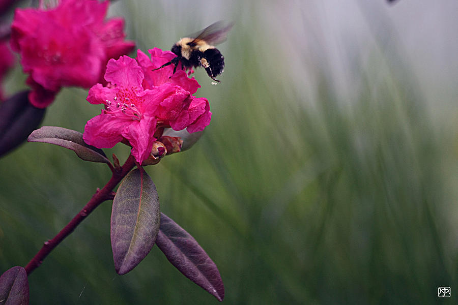 Bumblebee flower Photograph by John Meader