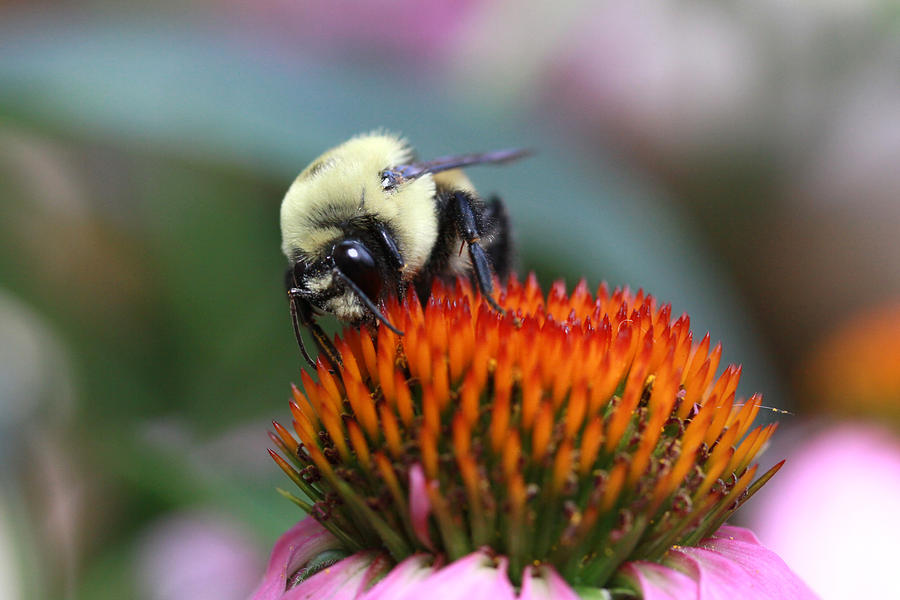 Bumblebee Photograph by Hugh McClean - Fine Art America