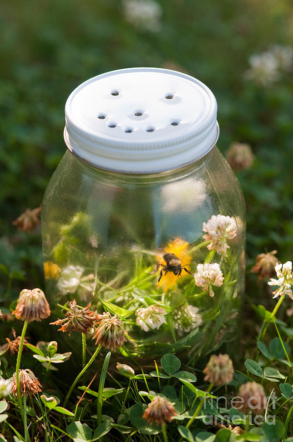 Bumblebee In Glass Jar Photograph by Jim Corwin