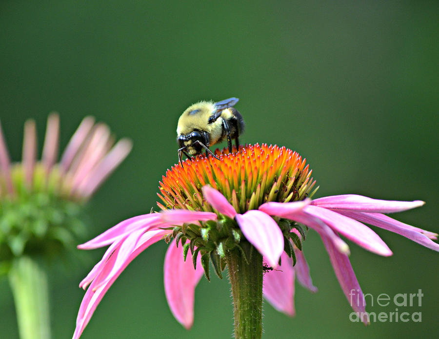 Bumblebee Photograph by Lila Fisher-Wenzel