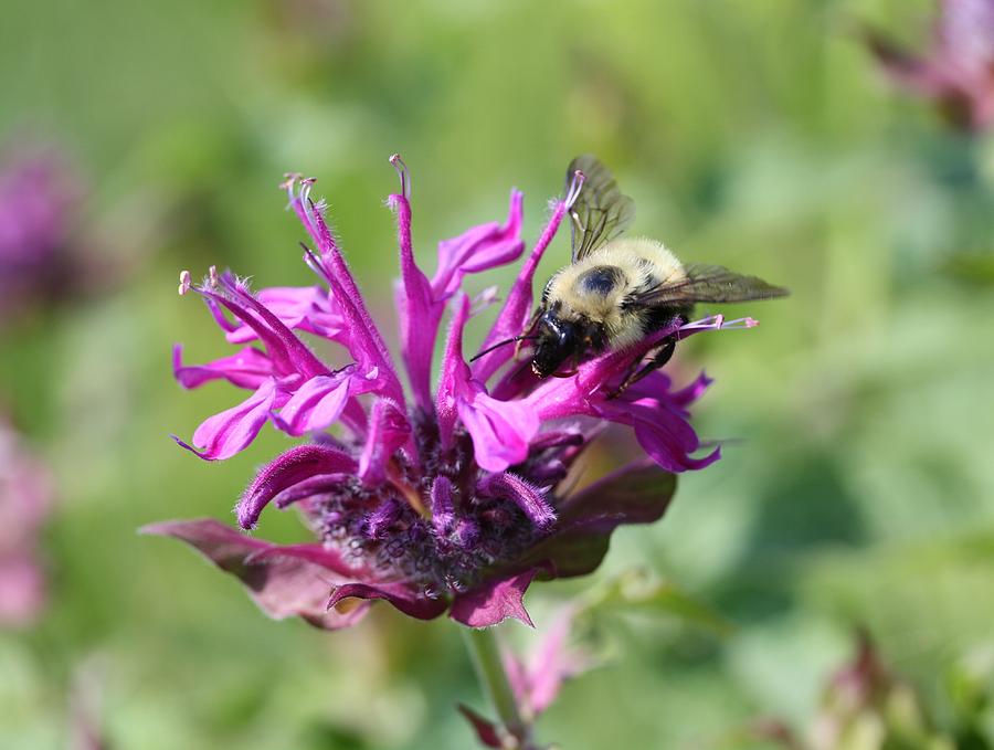 Bumblebee Photograph by Lucinda VanVleck