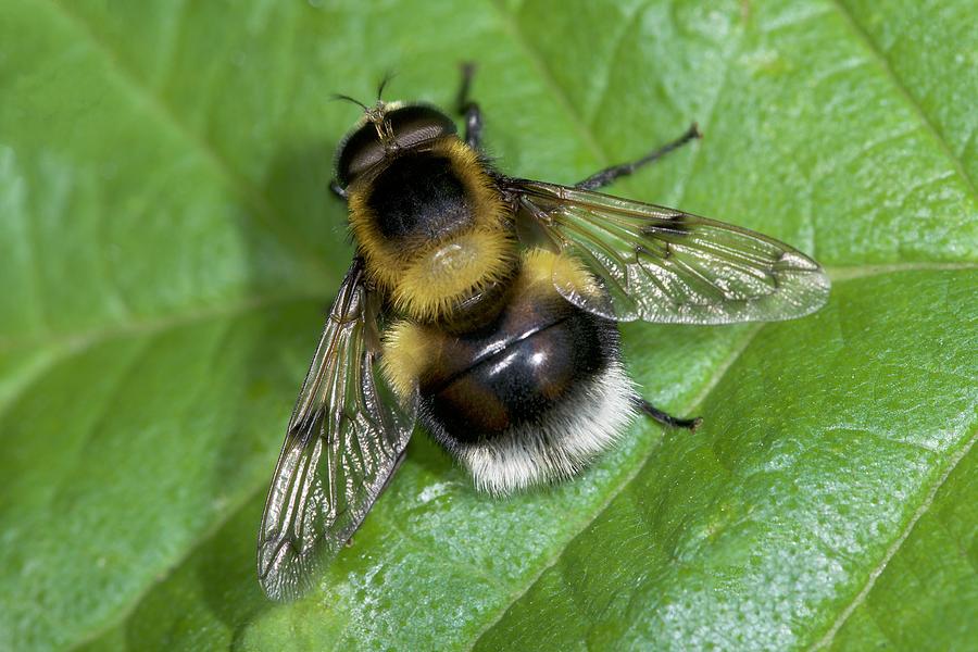 Bumblebee Mimic Hoverfly Photograph by Sinclair Stammers/science Photo