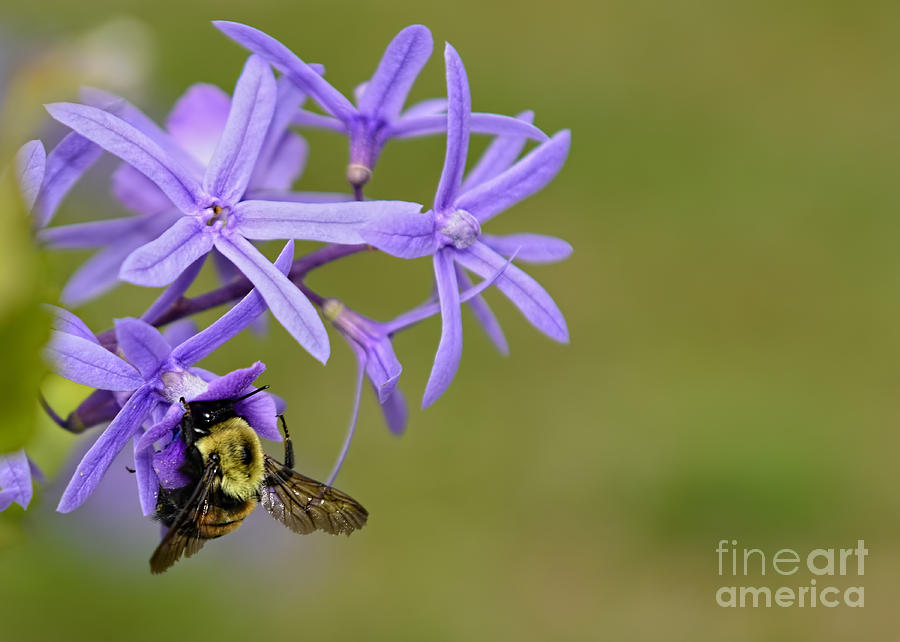 Bumblebee Photograph by Olga Hamilton