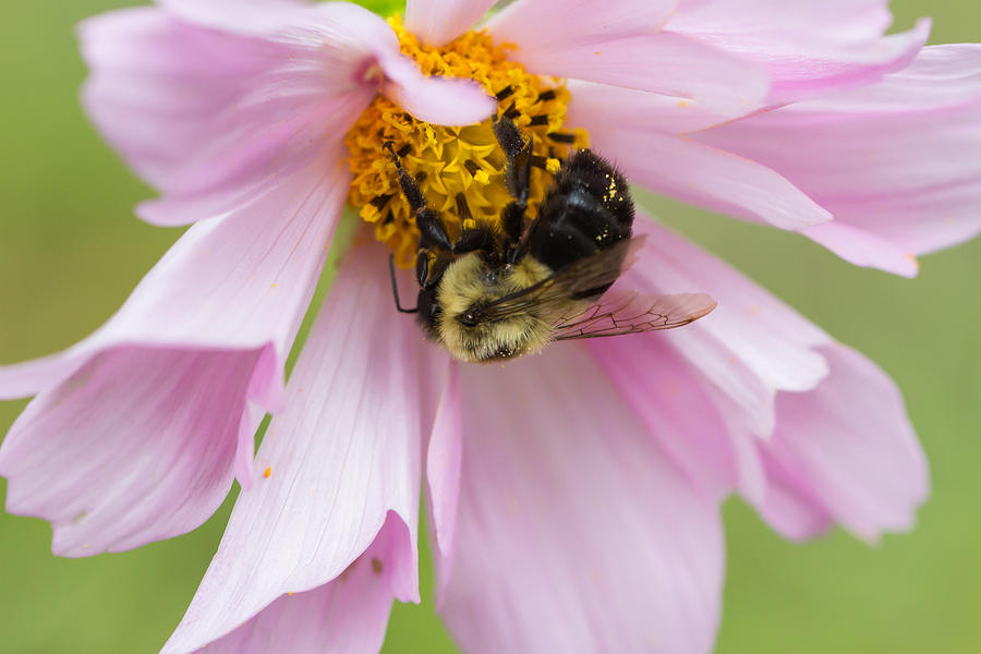 Bumblebee on a Blossom Photograph by Paula Ponath