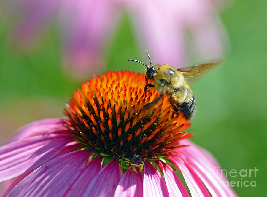 Bumblebee on a Coneflower Photograph by Rodney Campbell
