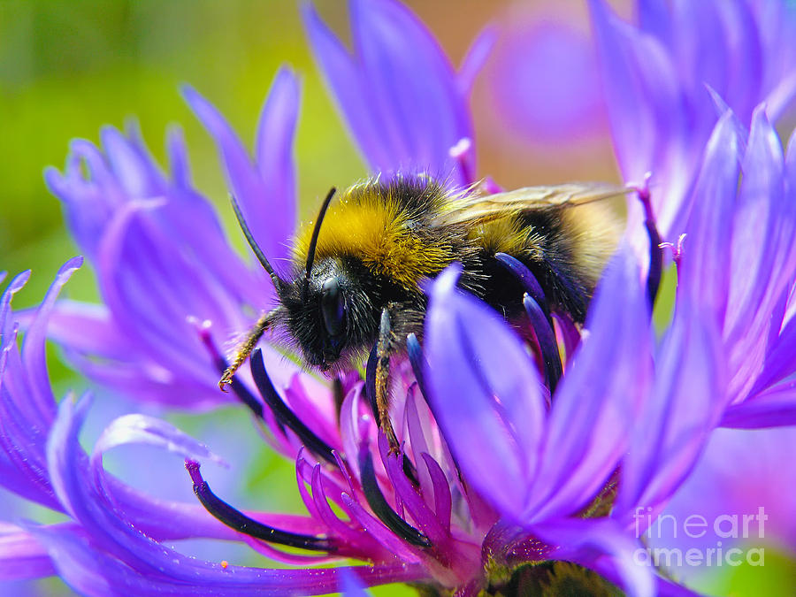 Nature Photograph - Bumblebee on a Cornflower by Jonathan Hughes