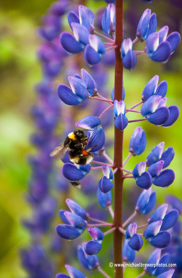 Nature Photograph - Bumblebee on a Lupin by Michael Brewer