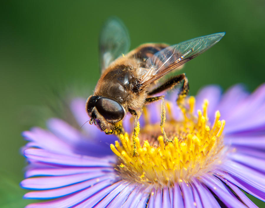 Bumblebee on Aster part 1 Photograph by Alex Hiemstra