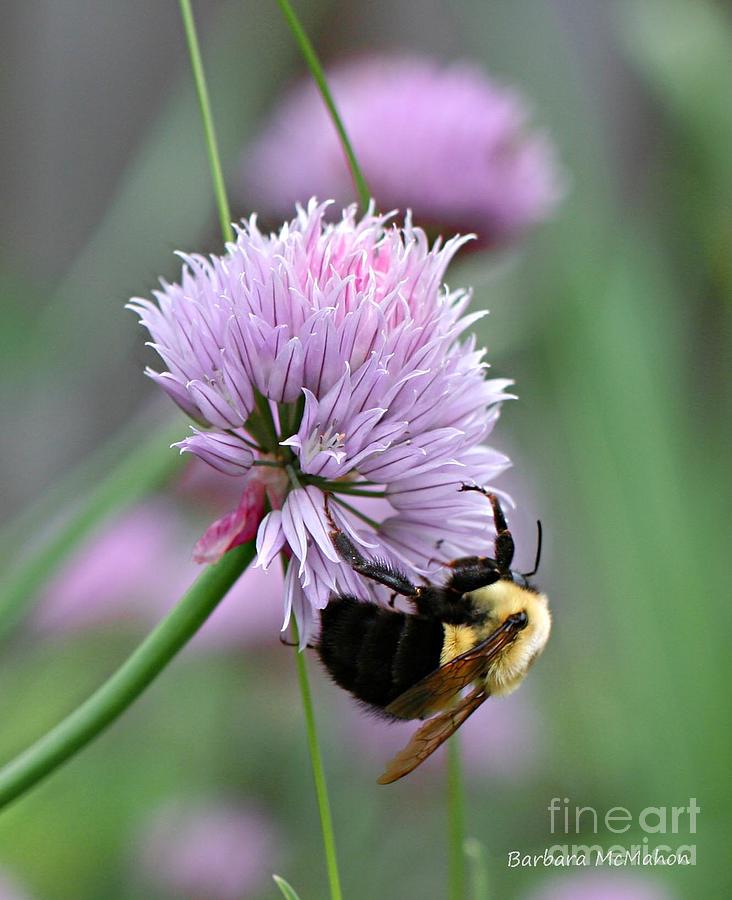Bumblebee on Clover Photograph by Barbara McMahon
