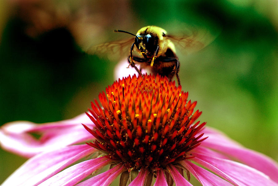 Bumblebee On Coneflower Photograph by Kenneth Murray
