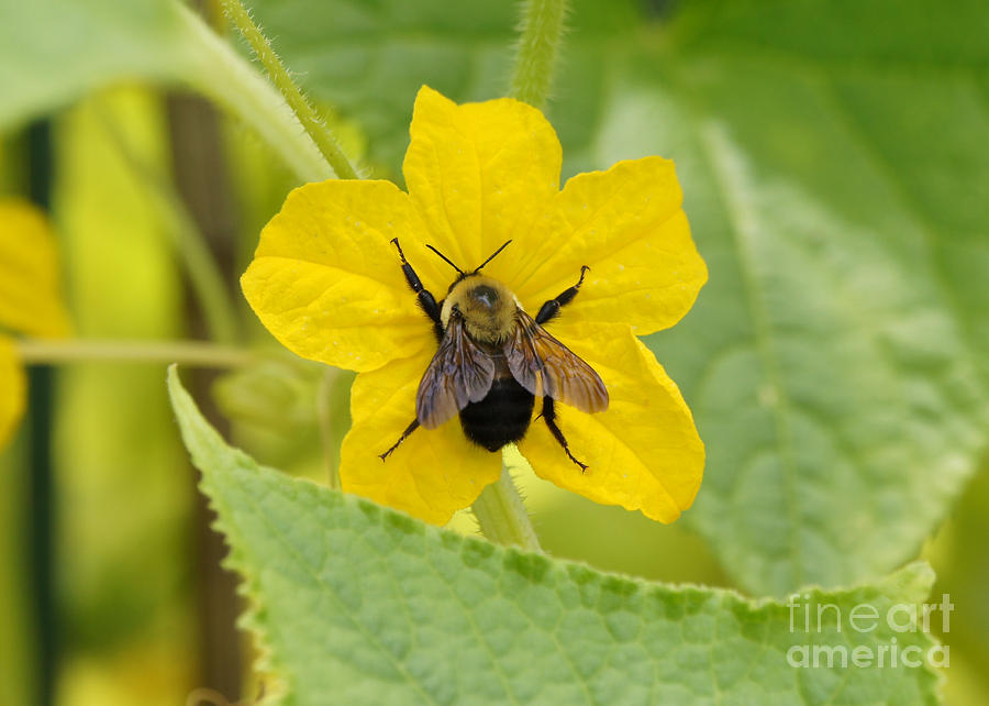 Insects Photograph - Bumblebee on Cucumber Flower by Robert E Alter Reflections of Infinity